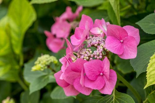 De Pastorie - image 3