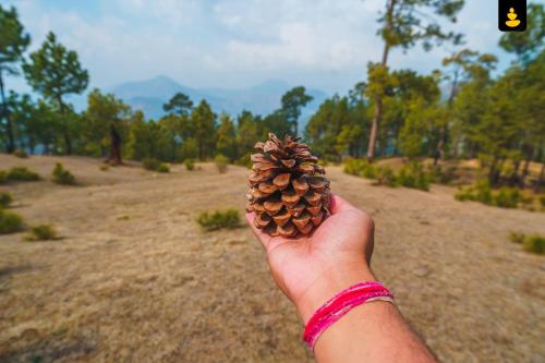 LivingStone, Chail