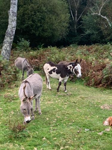 New Forest Hideaway- Self Catering Accommodation in Cadnam