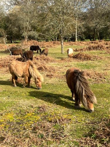 New Forest Hideaway- Self Catering Accommodation in Cadnam