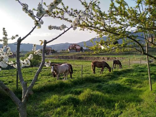 LES ROVILES in Torello