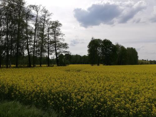 Am Waldrand Spreewald