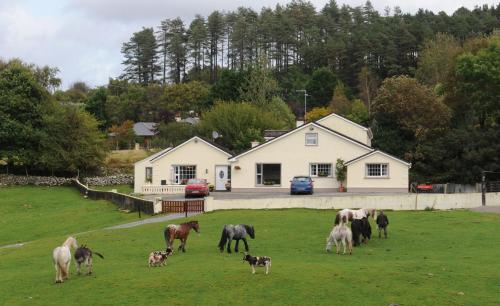 Muckross Riding Stables - Muckross