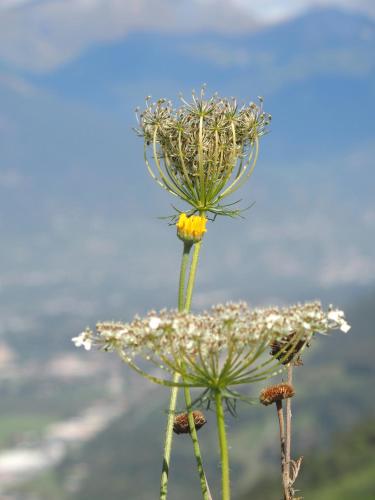 Studio Raccard Cendré - main image