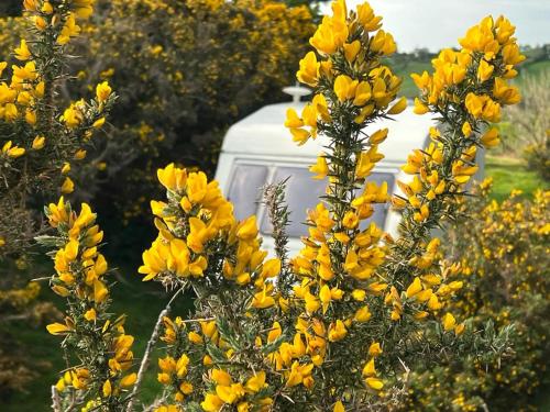 Betty the Caravan gîte à louer Bronant