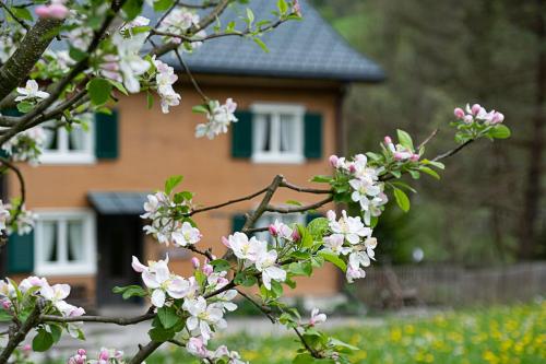 Alps Hoamat - image 14