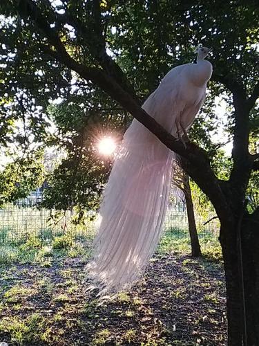 Fattoria NapoZoo chambre d'hôte Trivellano