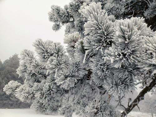 El Rinconcico in 巴爾德利納雷斯