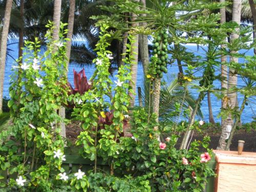 Oceanfront Cottage Near the Kalapana Lava Flows - image 9