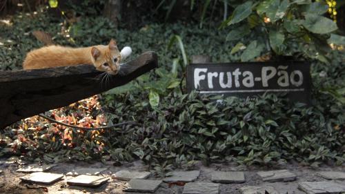 Pousada Fruta Pão