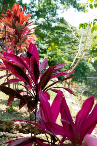 Entre Bosques Tayrona