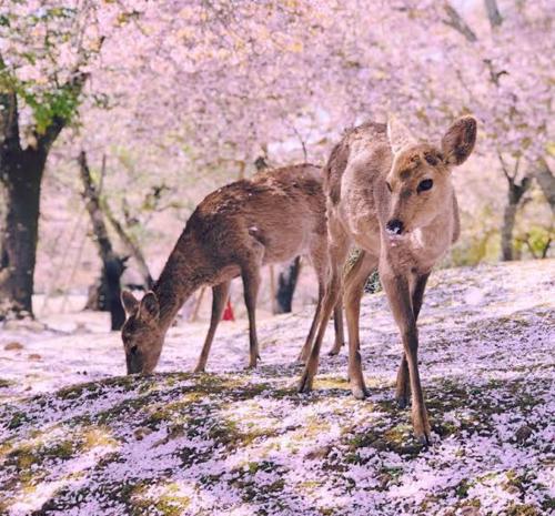 Deer hostel in Nara