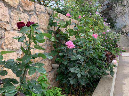  Studios Irene in Skala