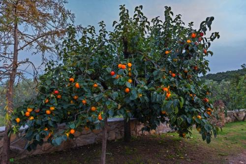  Podere Le Cortine in Ravi