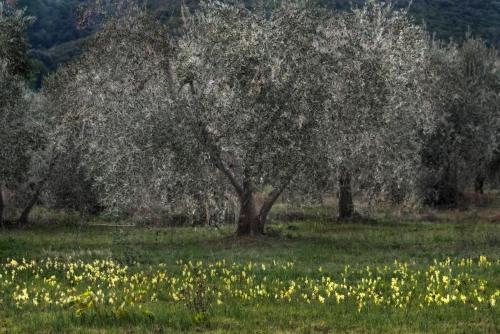 Podere Le Cortine