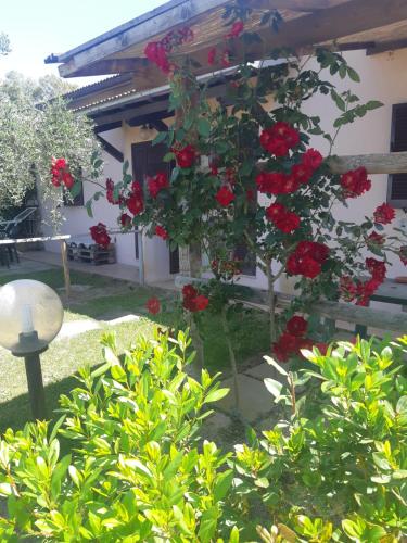 Girasole in Rispescia