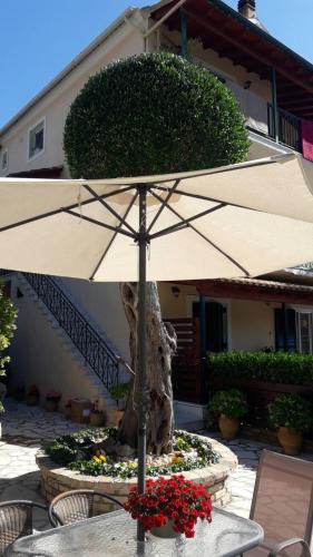 Flowers studios in Corfu