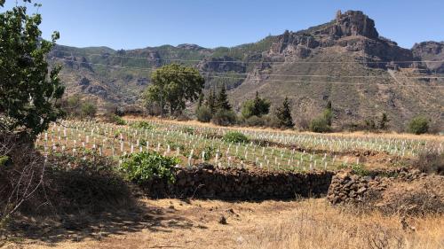 Casa-Finca El Maipéz de Tejeda