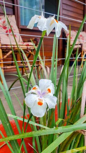 Casa 4 dorms 2 suites - localização perfeita no centrinho e rodeada de natureza