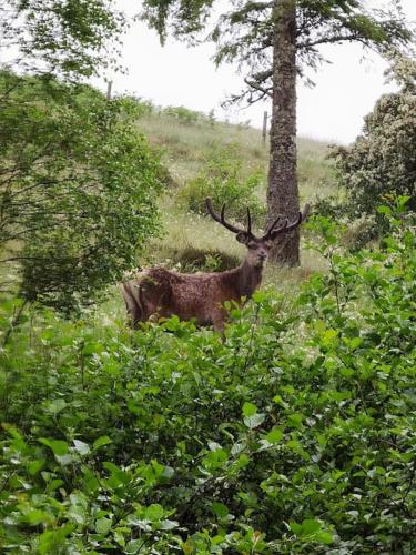 South Lodge, Glenfintaig South Lodge, Glenfintaig