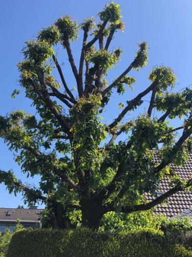 Сад, Bel Art Etage mit großem Parkplatz in Haan