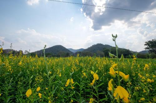 Chidthan Resort - 주변 환경