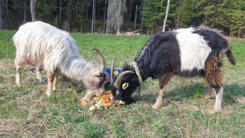 Amatų kalnelis Amatų kalnelis