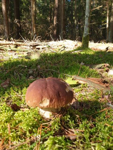 Amatų kalnelis Amatų kalnelis