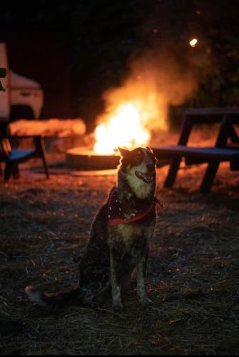Van Camping - Do Something Different! in Landrum, USA