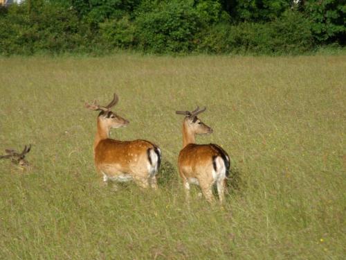Oaklodge B&B - image 11