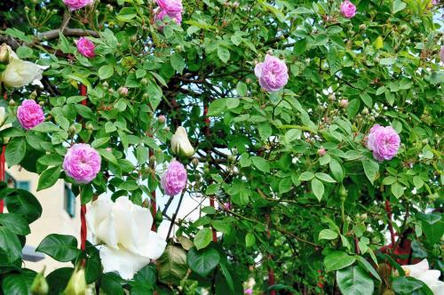 Appartamenti Tortorella