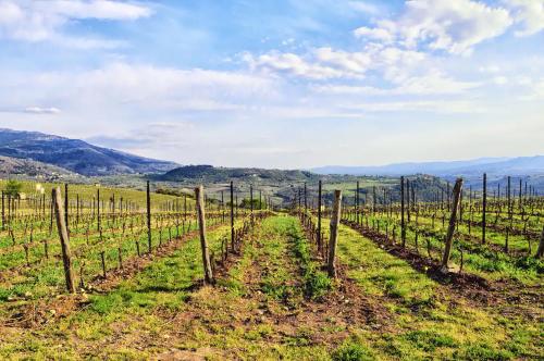 Appartamenti Tortorella