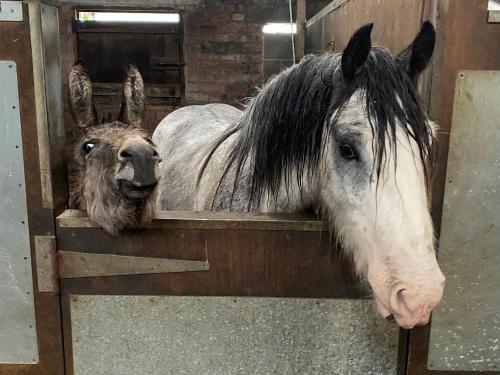 Holywell Grange Farm - Hotel - Whitley Bay