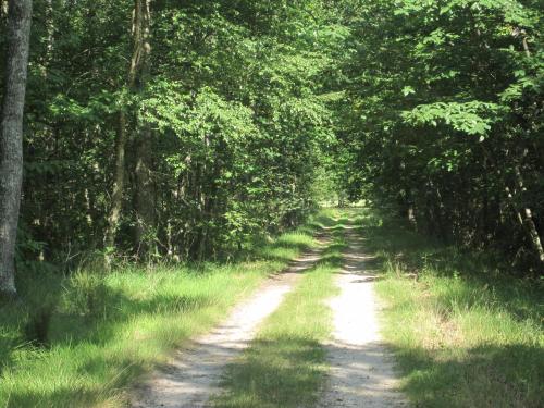 Le Clos du Cerf - Le Sous-bois