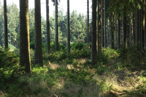 Le Clos du Cerf - Le Sous-bois