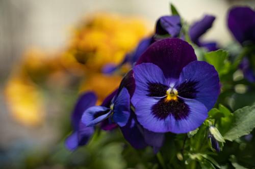 绿屋旅馆 绿屋旅馆