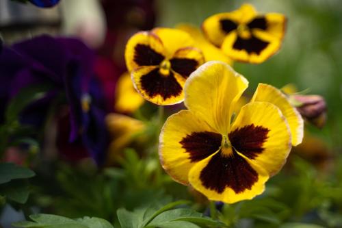 绿屋旅馆 绿屋旅馆