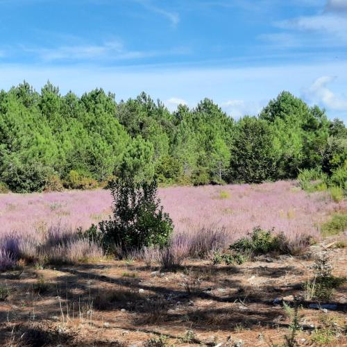 Lacanau-Océan T3 terrasse 50m2 au sein d'un complexe touristique