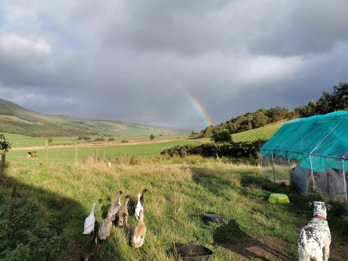 Glen Bay - 2 Bed Lodge on Friendly Farm Stay with Private Hot Tub