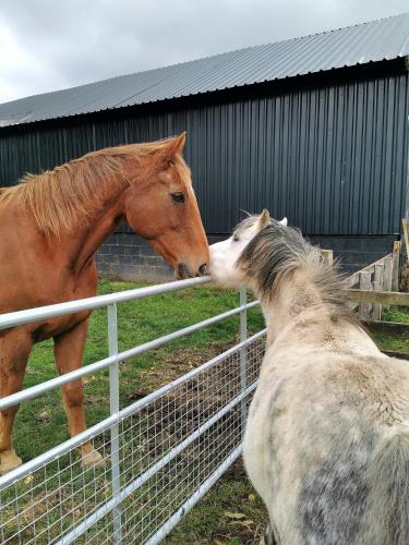 Glen Bay - 2 Bed Lodge on Friendly Farm Stay with Private Hot Tub