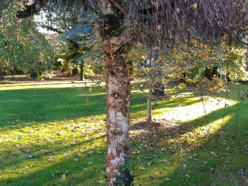 Gîte Saint-Broladre 4 pièces 4 personnes - FR-1-538-127 - image 9