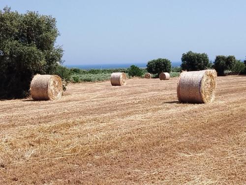  Masseria Ricci in Fasano