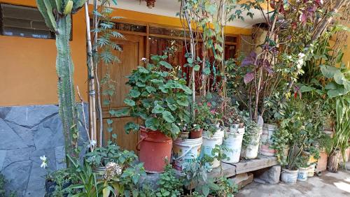 Los Apus Ollantaytambo