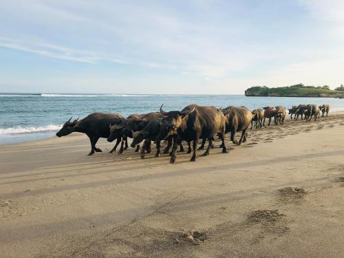 Sumba Beach House