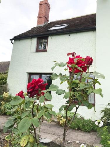 Cosy cottage in rural Ludlow, Seifton View Cottage Culmington