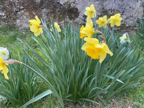 Daffodil Lodge