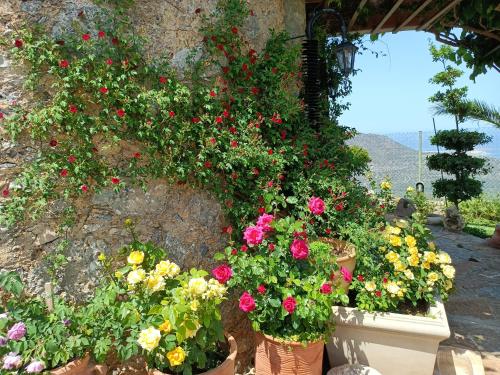 Traditional Windmill-Milos