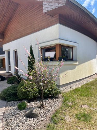 Apartament przy lesie, Chojno