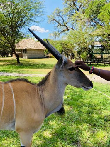 Mara Sweet Acacia Lodge