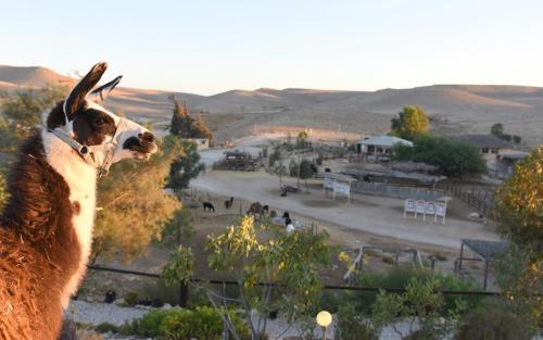 B&B Mitzpe Ramon - Alpaca Farm - חוות האלפקות - Bed and Breakfast Mitzpe Ramon